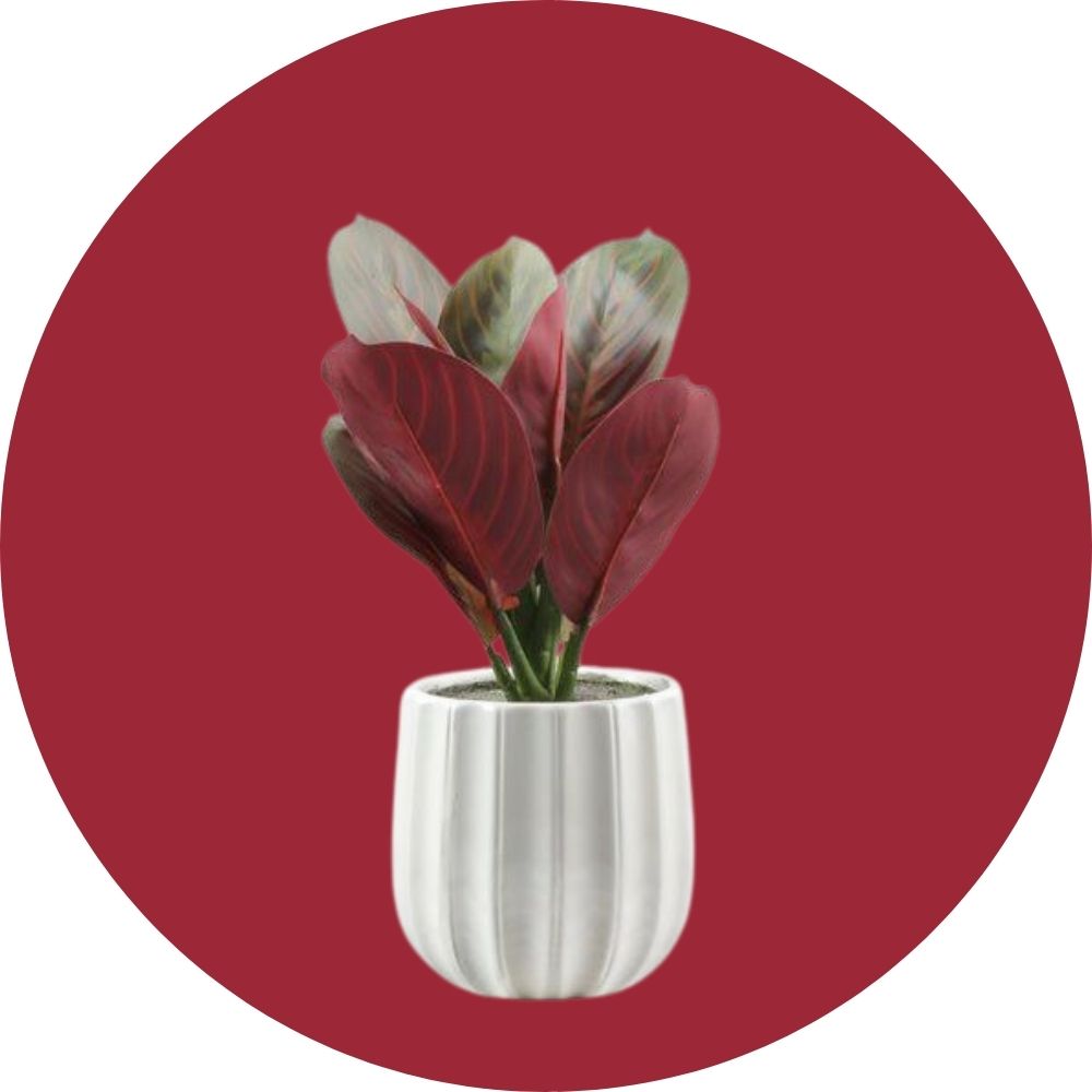 أشجار ومراكن زرع