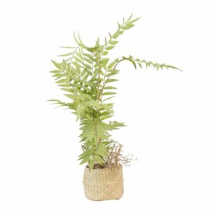 شجرة نخل صناعية 35 سم بمركن