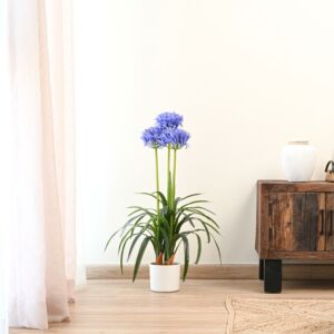 شجرة اجابنتوس صناعية - 80 سم