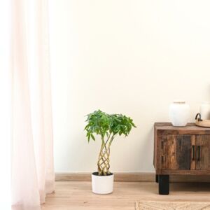 شجرة فورتون صناعية ساق شبك - 59 سم