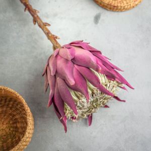 زهر صناعي مانيا - موف - 12 قطعة