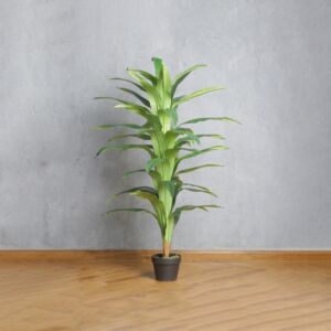 شجرة دراسينا ماري