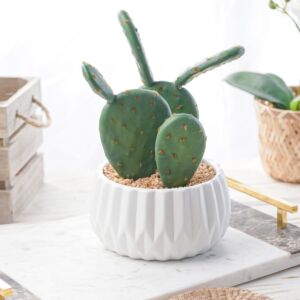 نبات صناعي جوليا - اخضر ومتعدد الألوان